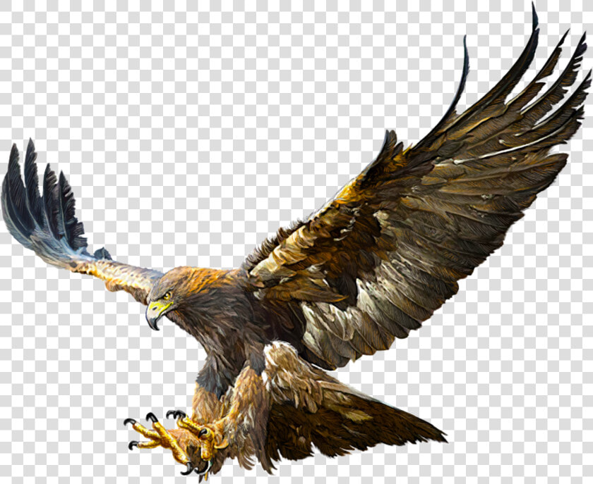 Transparent Eagles Png   Flying Real Golden Eagle  Png DownloadTransparent PNG