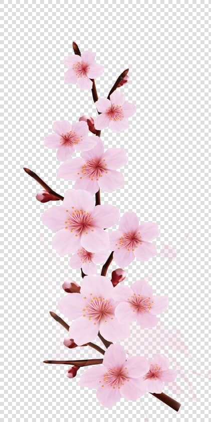 Transparent Cherry Blossom Png   Cherry Blossom Branch Design  Png DownloadTransparent PNG