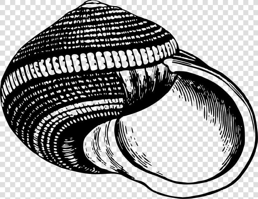 Sea Shell 25 Clip Arts   Conchas Blanco Y Negro  HD Png DownloadTransparent PNG