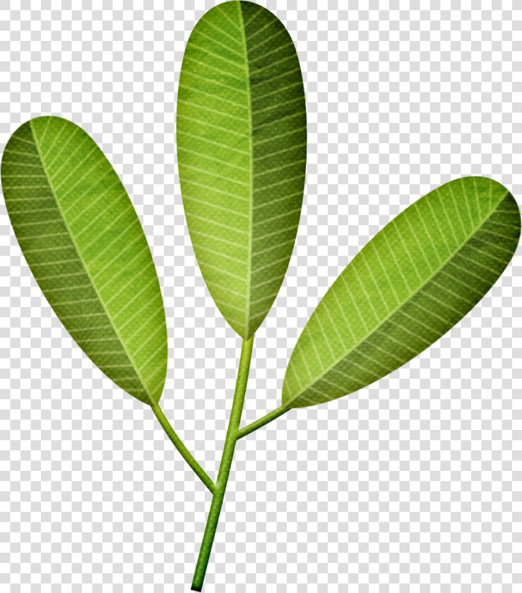 Palmera De Hojas Artificiales   Frangipani Leaf Png  Transparent PngTransparent PNG