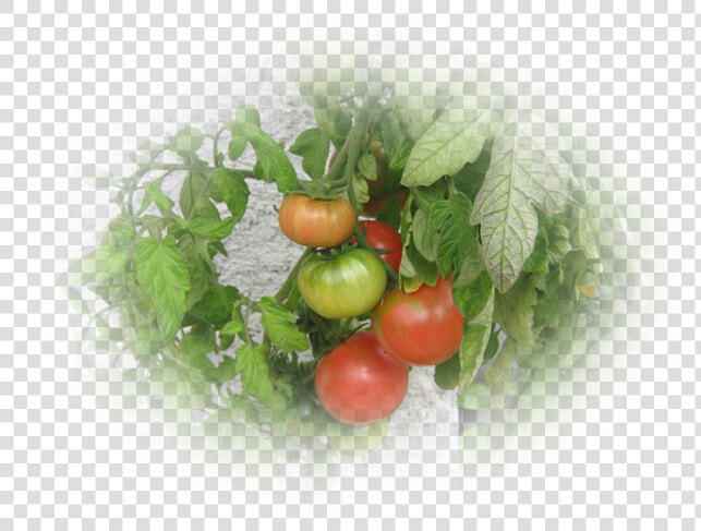 Mes Tubes Fruits Et Légumes   Plum Tomato  HD Png DownloadTransparent PNG