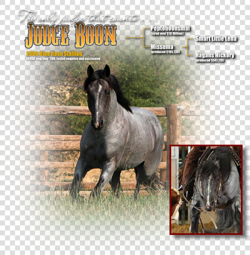 Stallion  HD Png DownloadTransparent PNG