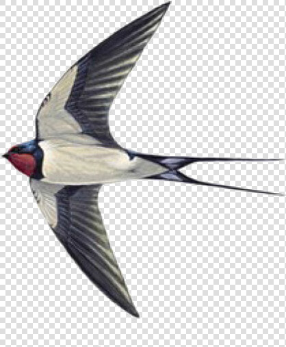 Swallow Tattoo Sparrow Helicopter   Sparrow And Swallow Difference  HD Png DownloadTransparent PNG