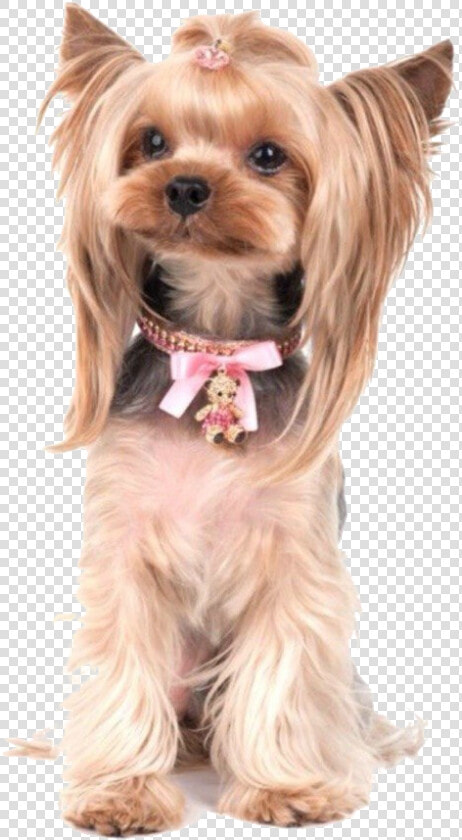 Yorkie Poo Photos   Yorkshire Terrier Yorkie Puppy Walking Clip Art Free  HD Png DownloadTransparent PNG