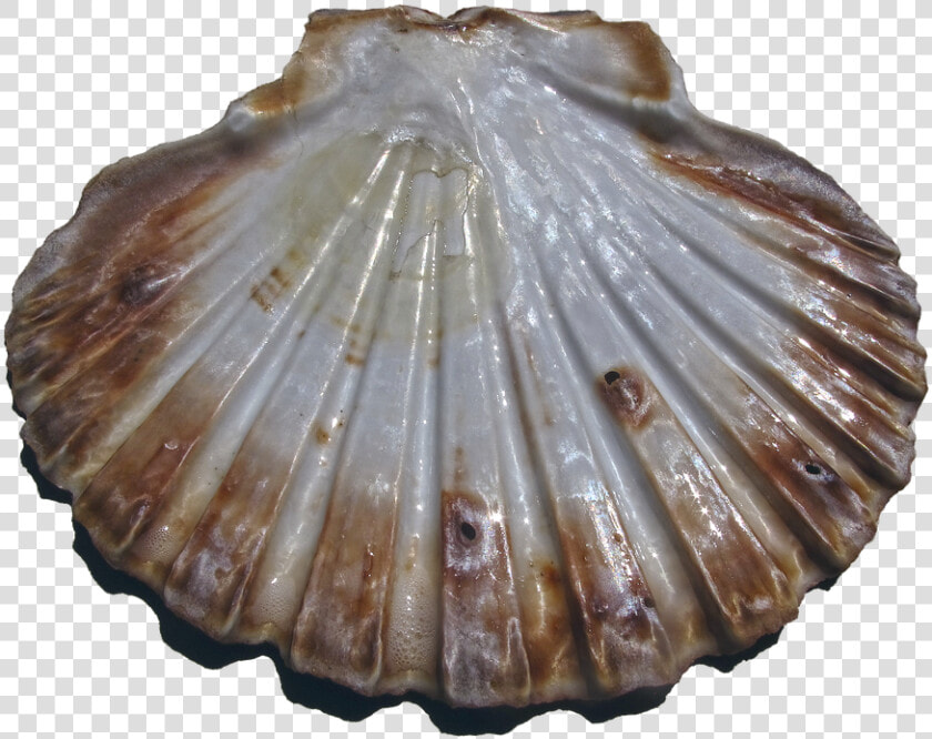 Shell  Scallop  Pilgrim Shell  Pecten Maximus  Ornament   Kerang Png  Transparent PngTransparent PNG