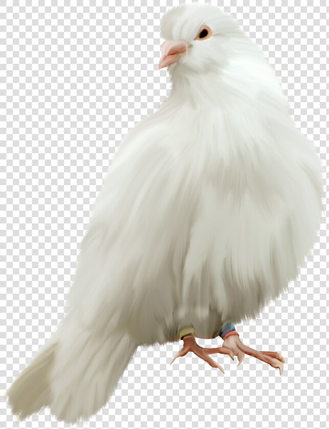 Pigeon Png   Pigeons Png For Edit  Transparent PngTransparent PNG