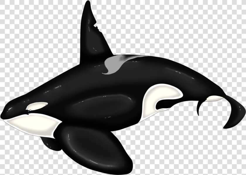 Killer Whale Dolphin Beluga Whale   Killer Whale  HD Png DownloadTransparent PNG