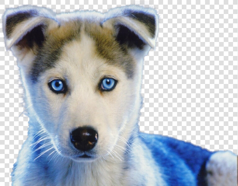 White Baby Husky Puppies  HD Png DownloadTransparent PNG