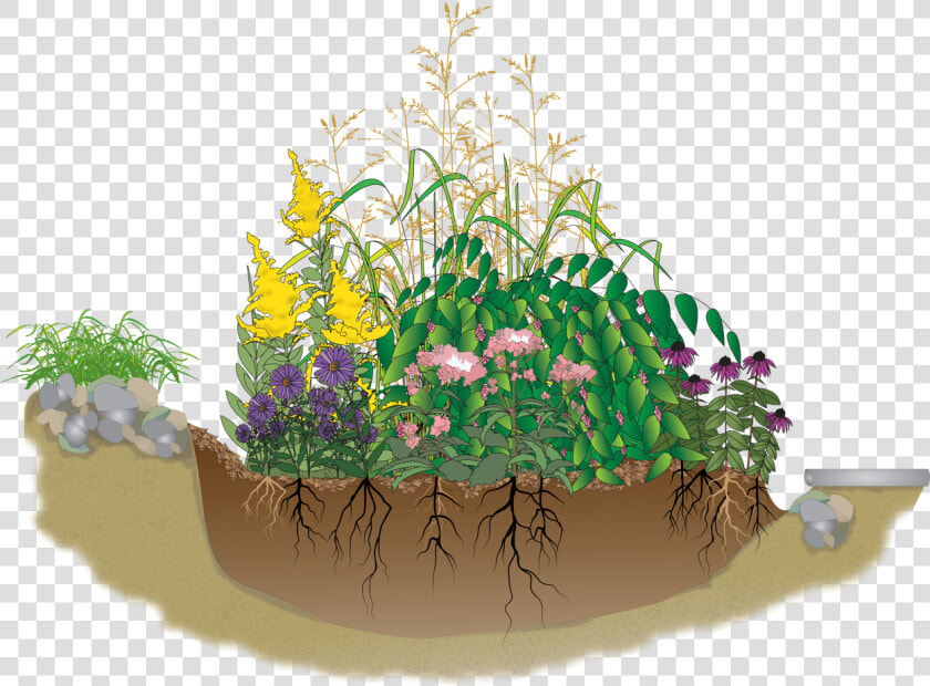 A Rain Garden Is   Rain Garden Clipart Png  Transparent PngTransparent PNG