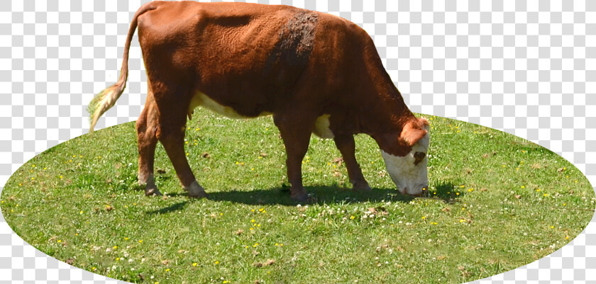 Cow Eating Grass Png  Transparent PngTransparent PNG