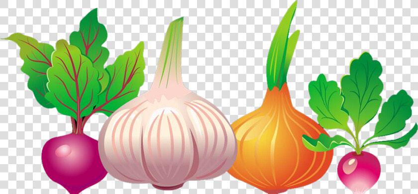 Common Beet Vegetable Euclidean Vector Beetroot   Free  HD Png DownloadTransparent PNG