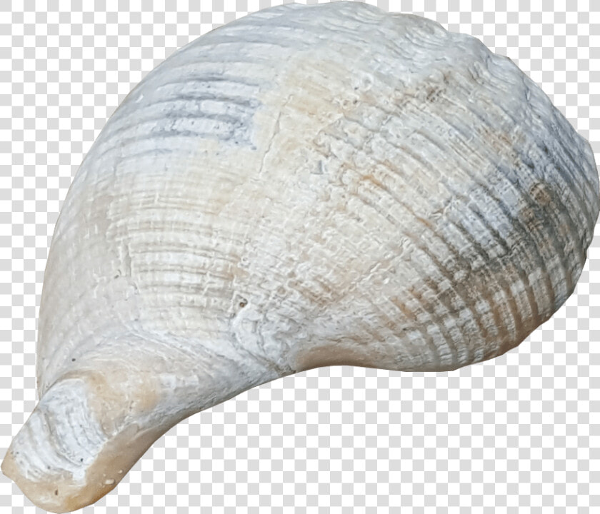 Beach Shell No Background Image   Shells With Clear Background  HD Png DownloadTransparent PNG