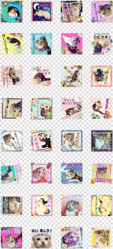 Calico Cat Momo   Cat  HD Png DownloadTransparent PNG