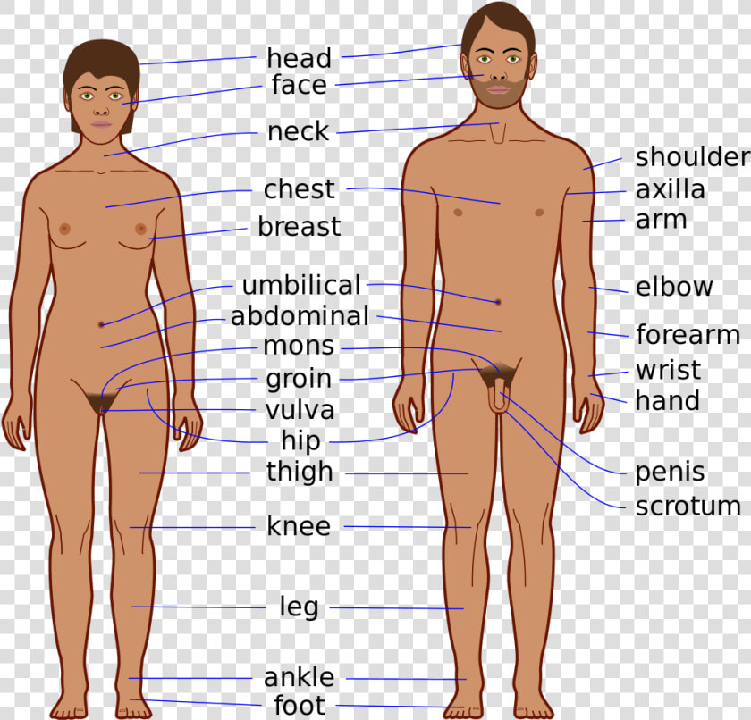 Body Chest Png   Body Parts Of Men  Transparent PngTransparent PNG