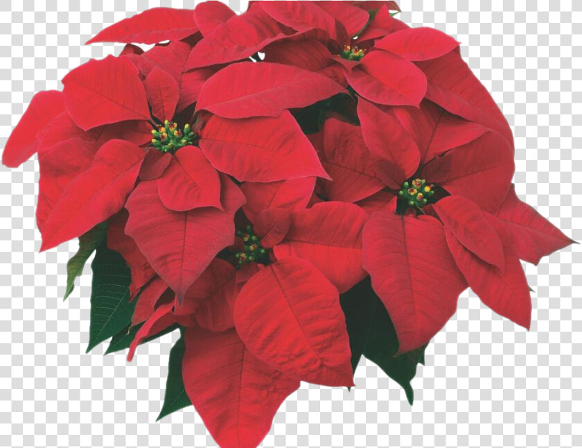 Fresh Poinsettias Png Image   Poinsettia  Transparent PngTransparent PNG