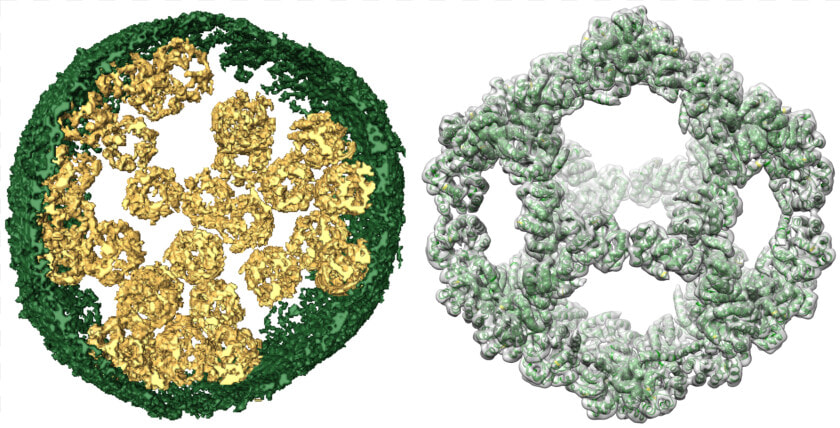 Isosurface Model Of A Vesicle Filled With Nanocages   Circle  HD Png DownloadTransparent PNG