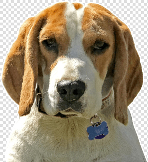 Puppy Foxhound  HD Png DownloadTransparent PNG