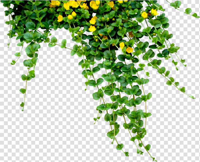  plant  tree  nature  hanging Plant  creeper  creepers   Plant Png  Transparent PngTransparent PNG