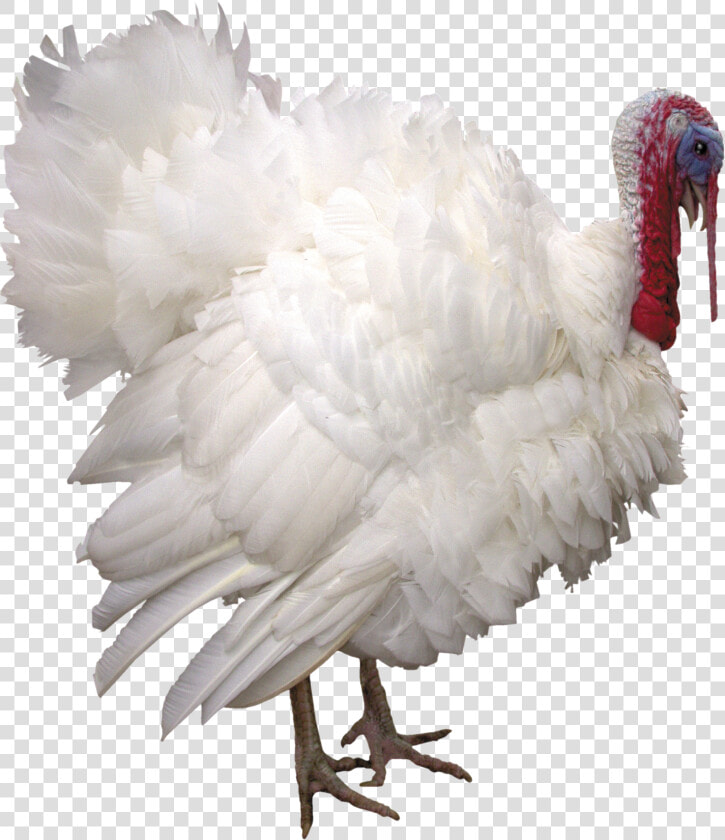 Turkey Png   Turkey On White Background  Transparent PngTransparent PNG