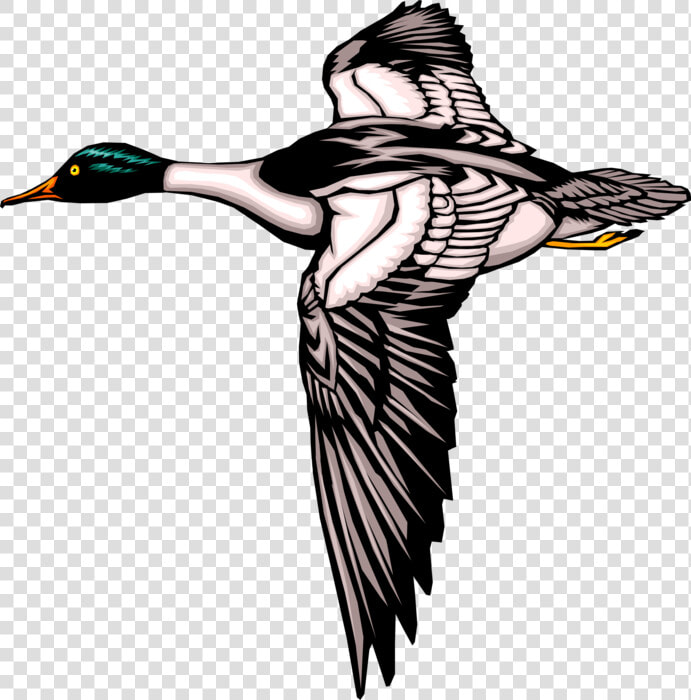 Vector Illustration Of Mallard Duck Bird In Flight   Mallard Ducks Flying Silhouette  HD Png DownloadTransparent PNG