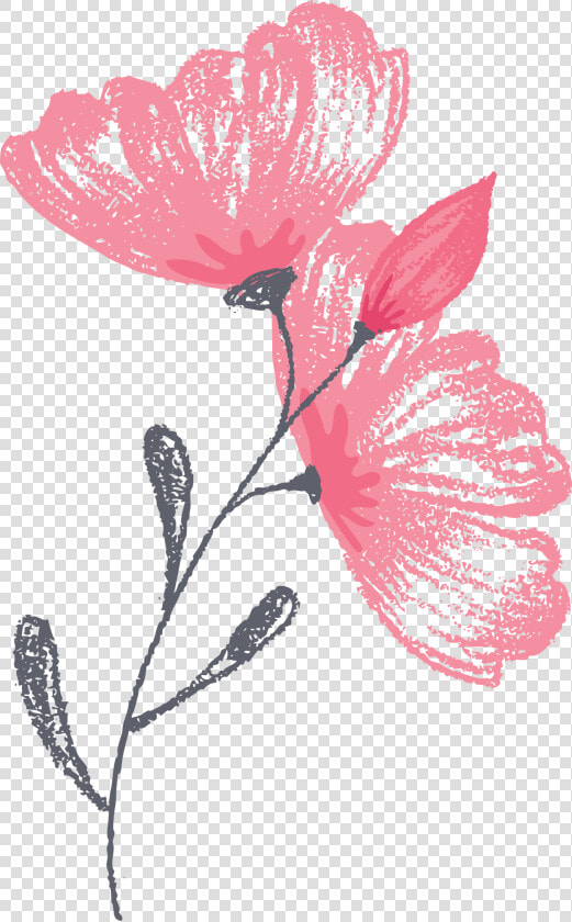 Greenwich Photographer Flower Graphic   Illustration  HD Png DownloadTransparent PNG