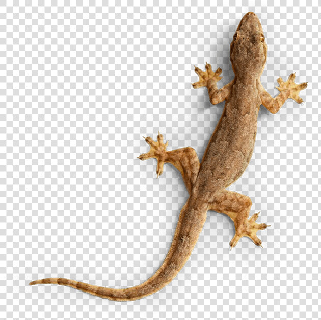 Gecko Img   House Lizards  HD Png DownloadTransparent PNG