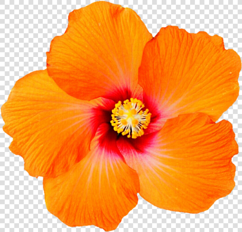 Clip Art Tropical Orange For   Transparent Background Orange Hibiscus Png  Png DownloadTransparent PNG