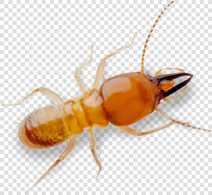 Termite Pest Control Treatment From Sudden Death   Royalty free  HD Png DownloadTransparent PNG