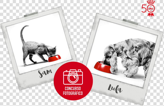 Transparent Perros Y Gatos Png   Kitten  Png DownloadTransparent PNG