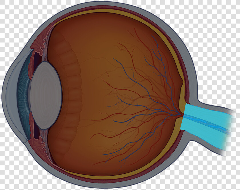 Eye Anatomy Quiz Review   Inside Of Eye Unlabeled  HD Png DownloadTransparent PNG