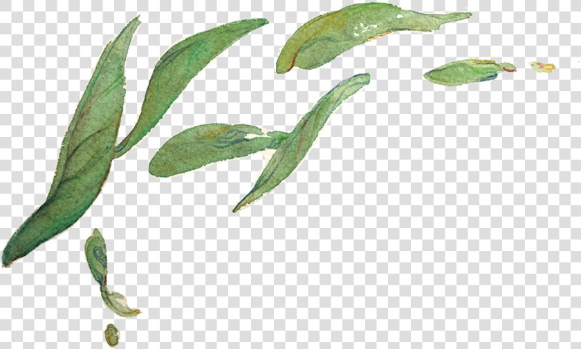 Le Tea Leaf Illustration Design   Tea Leaf Illustration Png  Transparent PngTransparent PNG