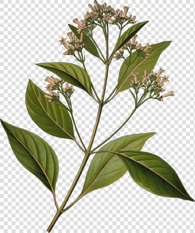 Quinine Cinchona Pubescens Bark Tonic Water Medicinal   Cinchona Officinalis  HD Png DownloadTransparent PNG