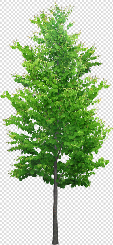 Ornamental Trees Png  Transparent PngTransparent PNG