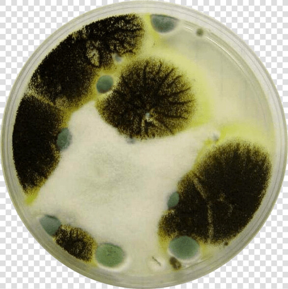 Mold In Petri Dish  HD Png DownloadTransparent PNG