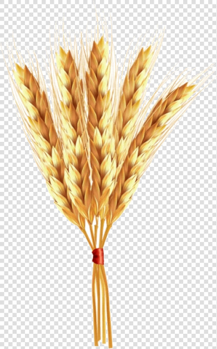 Wheat Clipart Clear Background Einkorn Transparent   Portable Network Graphics  HD Png DownloadTransparent PNG