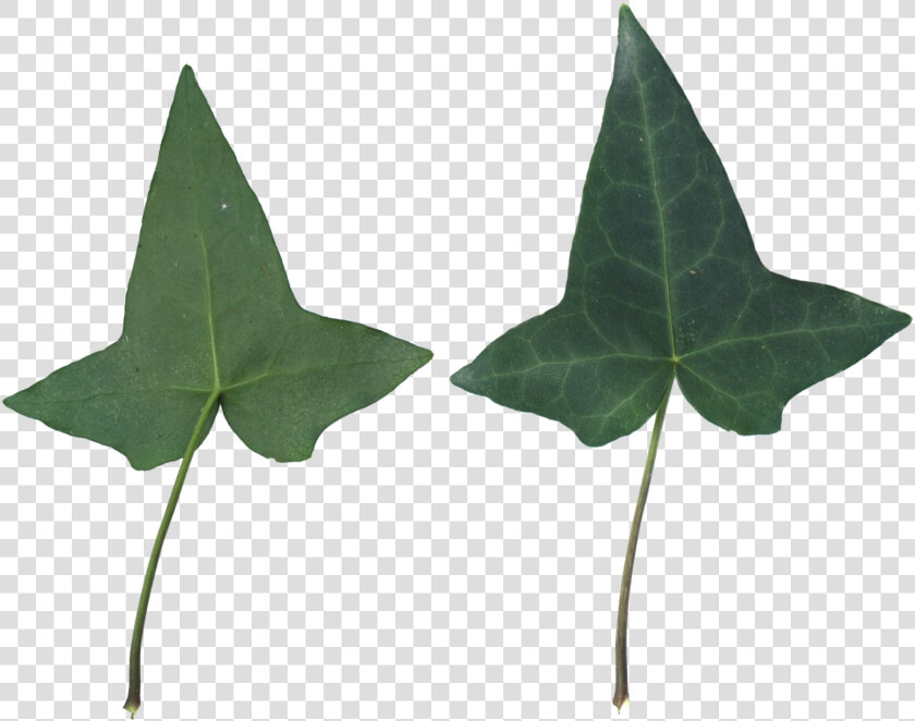 Houseplant  HD Png DownloadTransparent PNG