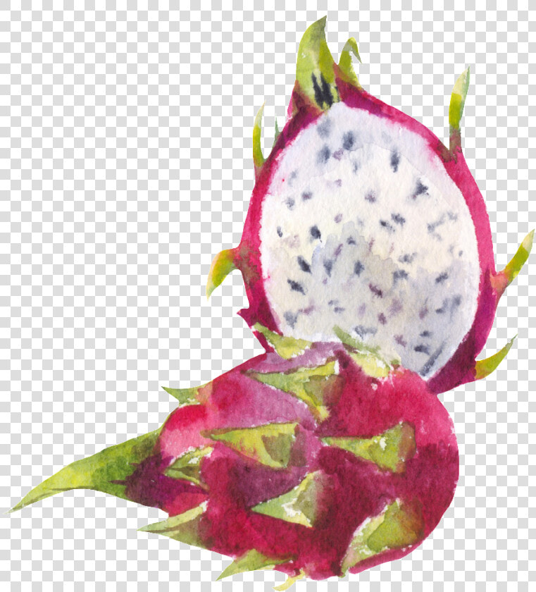 Cut Dragon Fruit Png Transparent   Экзотические Фрукты Акварель  Png DownloadTransparent PNG