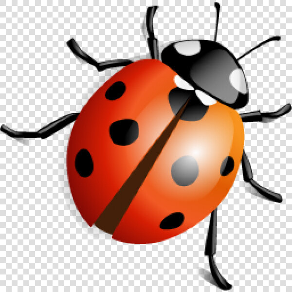 Lady Bug Png Free Download   Ladybird Beetle Png  Transparent PngTransparent PNG