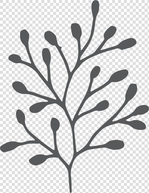 Cd Kakadu Plum   Twig  HD Png DownloadTransparent PNG