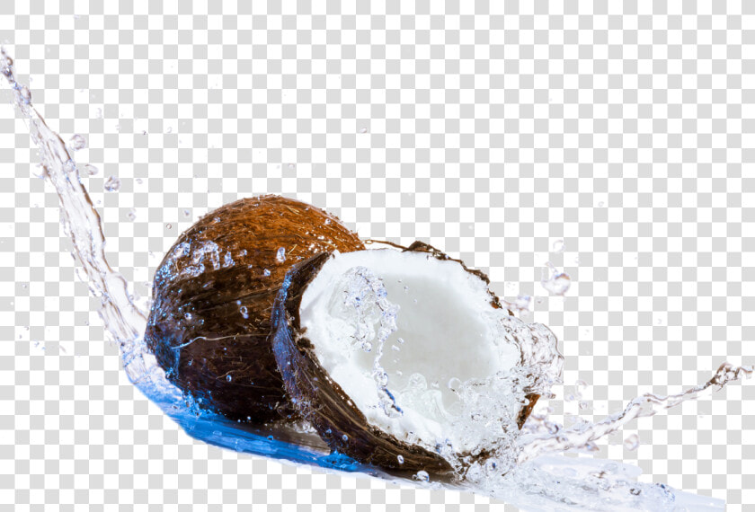 Coconut Png Transparent Photo   World Coconut Day 2019  Png DownloadTransparent PNG