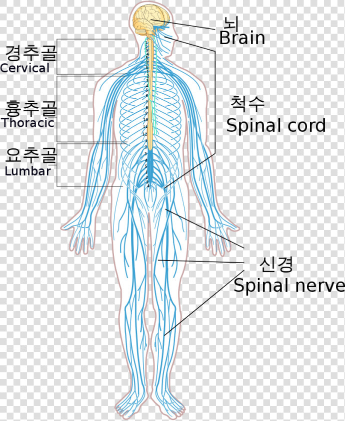 Nervous System Png  Transparent PngTransparent PNG