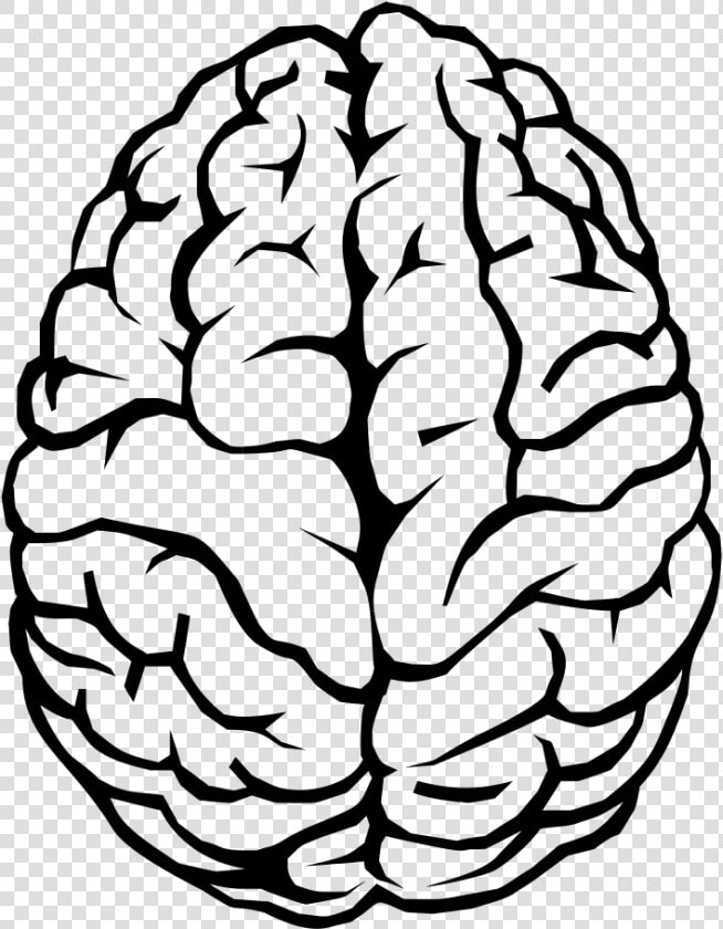 Human Brain Drawing Line   Brain Outline Transparent Background  HD Png DownloadTransparent PNG