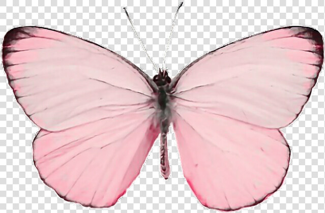  insect  insects  animals  animal  fly  pink  paint   Pastel Butterfly Transparent Background  HD Png DownloadTransparent PNG