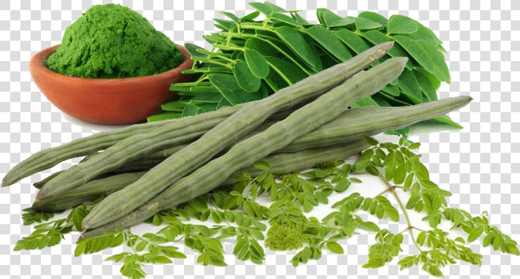 Drumstick Vegetable Png   Moringa Oleifera  Transparent PngTransparent PNG