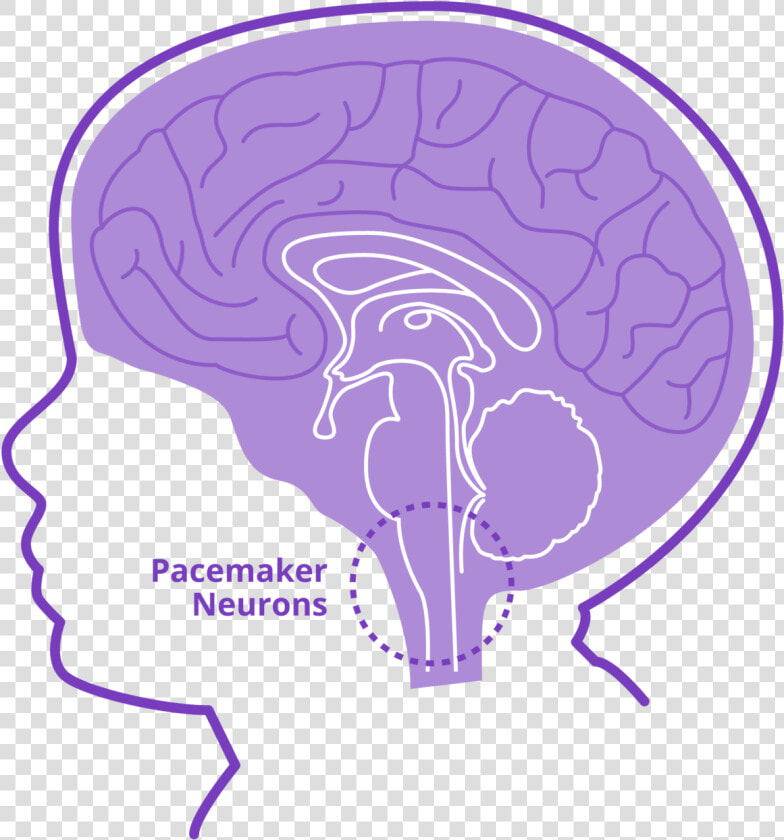 Stabilizes Pacemaker Neurons Class Lazyload Full   Illustration  HD Png DownloadTransparent PNG