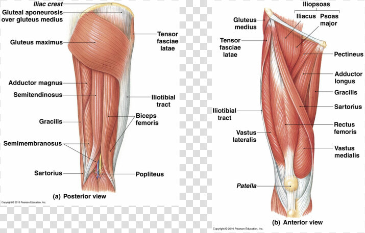 Picture   Muscular System Of The Leg  HD Png DownloadTransparent PNG