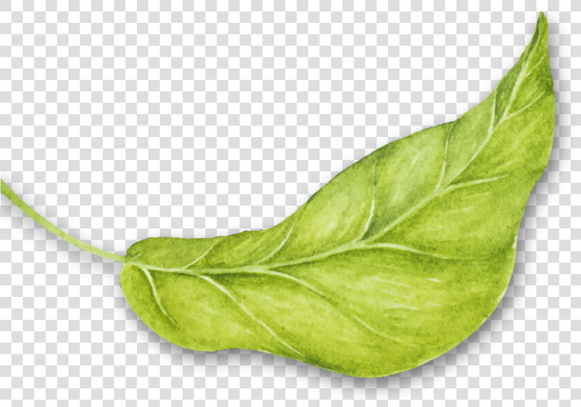 Rev Hojas4   Arugula  HD Png DownloadTransparent PNG