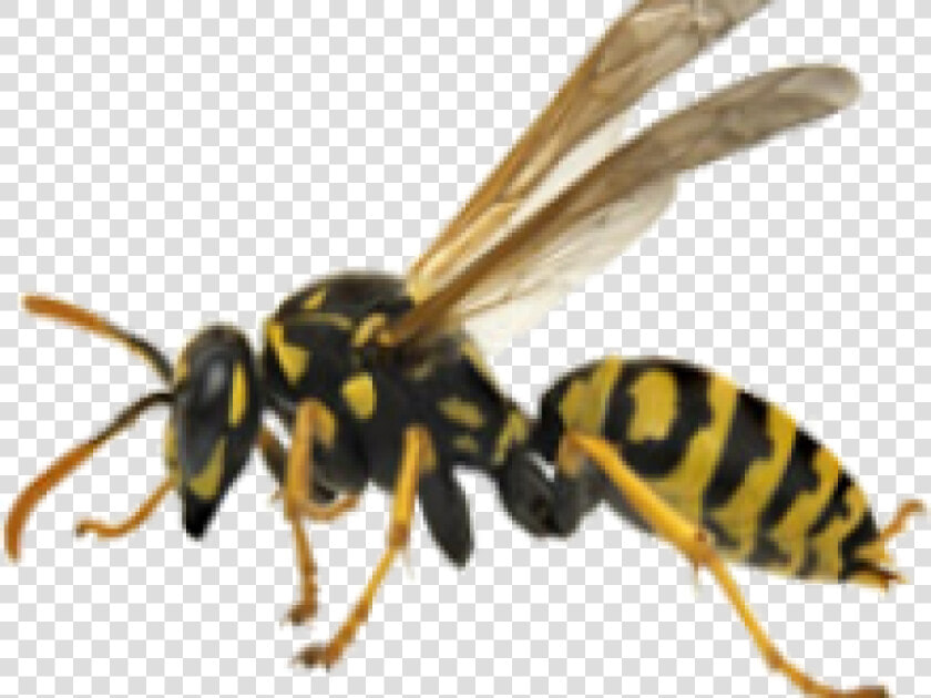 Hornet Png Free Background   Yellow Jacket Wasp Png  Transparent PngTransparent PNG