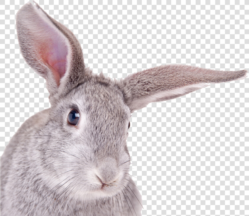 Rabbit Png Free Background   Rabbit Head White Background  Transparent PngTransparent PNG