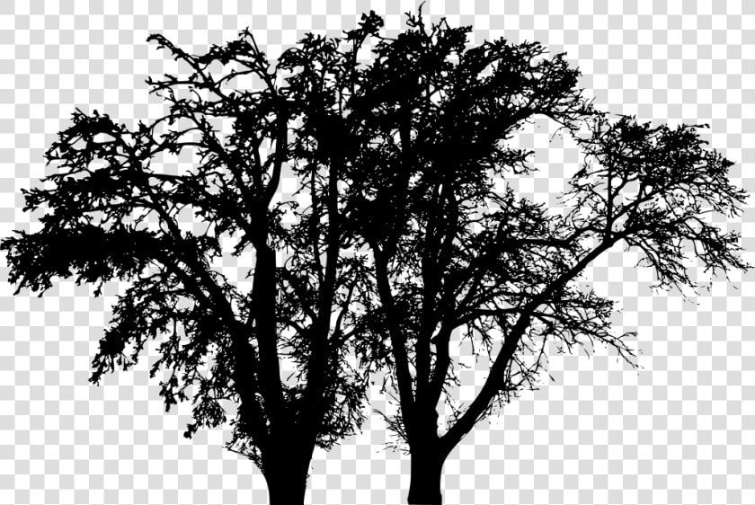 Leafless Tree Png  Transparent PngTransparent PNG